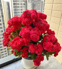 Load image into Gallery viewer, Kalanchoe Seed Garden Planting