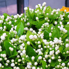 Load image into Gallery viewer, ⏳Limited Time Deal! 50% OFF — 🌸 Double Jasmine Seeds