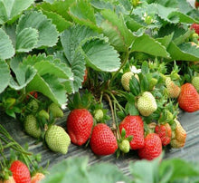 Load image into Gallery viewer, 🔥Last Day 49% OFF🔥2025 Special Offer🍓Strawberry Plants