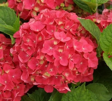Load image into Gallery viewer, 🌺Hydrangea Seed: Unlock Nature's Beauty