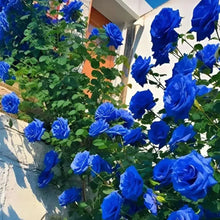 Load image into Gallery viewer, Blue Enchantress Rose Seeds For Garden (001)