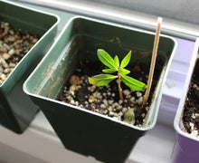 Load image into Gallery viewer, Sirenevyi Pomegranate Live Plant - Exotic Fruit-Bearing Plant, Hardy Pomegranate Tree, Tropical Garden