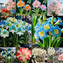 Load image into Gallery viewer, 🌺Double-Petaled Perfume Amaryllis Bulbs