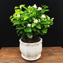 Load image into Gallery viewer, ⏳Limited Time Deal! 50% OFF — 🌸 Double Jasmine Plant
