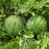 Load image into Gallery viewer, 🍉50/100PCS Heirloom Non-GMO Watermelon Seeds – Easy-Grow “Lazy Man” Variety, Sweet &amp; Nutritious, Replant Every Year🌱