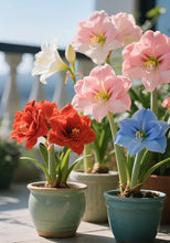 Load image into Gallery viewer, 🌺Double-Petaled Perfume Amaryllis Bulbs