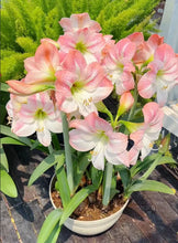 Load image into Gallery viewer, 🌺Double-Petaled Perfume Amaryllis Bulbs
