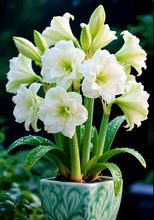 Load image into Gallery viewer, 🌺Double-Petaled Perfume Amaryllis Bulbs