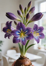 Load image into Gallery viewer, 🌺Double-Petaled Perfume Amaryllis Bulbs