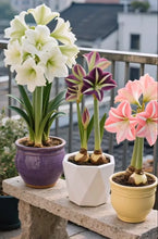 Load image into Gallery viewer, 🌺Double-Petaled Perfume Amaryllis Bulbs