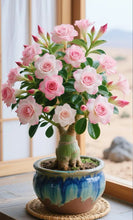 Load image into Gallery viewer, 🌵Desert Rose Seeds