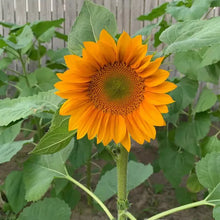 Load image into Gallery viewer, 30Pcs Pro Gold Lite Sunflower Seeds