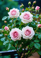 Load image into Gallery viewer, Scottish Red and Green Rose Seeds