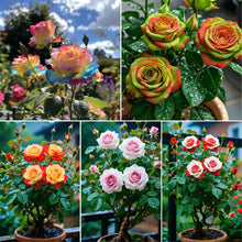 Load image into Gallery viewer, Scottish Red and Green Rose Seeds