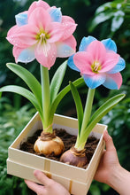 Load image into Gallery viewer, 🌺Double-Petaled Perfume Amaryllis Bulbs