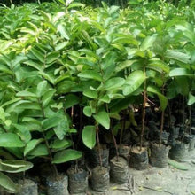 Load image into Gallery viewer, 🔥Hot Sale💚 Organic Guava  Seed🌱 Easy Grow