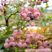 Load image into Gallery viewer, 🔥50K+ SOLD!💟Premium Pink Blueberry Seeds -😋A Uniquely Delightful Taste