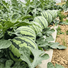 Load image into Gallery viewer, 🍉50/100PCS Heirloom Non-GMO Watermelon Seeds – Easy-Grow “Lazy Man” Variety, Sweet &amp; Nutritious, Replant Every Year🌱