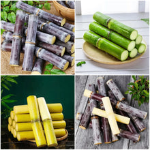 Load image into Gallery viewer, 🌱 Grow Your Own Sugarcane – High Germination Seeds ✨ for Easy Home Gardens 🌿!