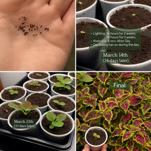 Load image into Gallery viewer, Blumei Rainbow Mixed seeds - Buy 1 Get 1 Free [100 SEED]