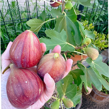 Load image into Gallery viewer, Fignomenal Fig Tree - Dwarf Fig Tree - Live Tree Plant