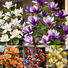 Load image into Gallery viewer, Magnolia liliiflora (Purple Orchids) Bulbs 🌸 Flowers Hide the Leaves, Fragrance Fills the Air