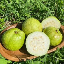 Load image into Gallery viewer, 🔥Hot Sale💚 Organic Guava  Seed🌱 Easy Grow