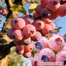 Load image into Gallery viewer, 🔥50K+ SOLD!💟Premium Pink Blueberry Seeds -😋A Uniquely Delightful Taste