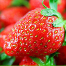 Load image into Gallery viewer, 🔥Last Day 49% OFF🔥2025 Special Offer🍓Strawberry Plants