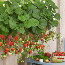 Load image into Gallery viewer, 🔥Last Day 49% OFF🔥2025 Special Offer🍓Strawberry Plants