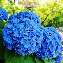Load image into Gallery viewer, 🌺Hydrangea Seed: Unlock Nature's Beauty