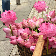 Load image into Gallery viewer, 🌸【7 days germination】Last Day Sale - 50% OFF💐The Sacred Bonsai Bowl Lotus Flower