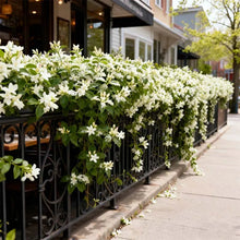 Load image into Gallery viewer, 🏆 OVER 75,000 SOLD! 🌿❄️ Midnight Fragrant Jasmine Seeds – Winter sowing, perennial flowering, and aromatic elegance in the garden 🌸