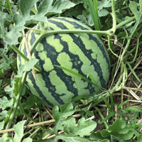 Load image into Gallery viewer, 🍉50/100PCS Heirloom Non-GMO Watermelon Seeds – Easy-Grow “Lazy Man” Variety, Sweet &amp; Nutritious, Replant Every Year🌱