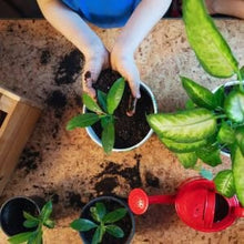 Load image into Gallery viewer, 🔥Hot Sale💚 Organic Guava  Seed🌱 Easy Grow