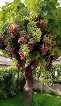 Load image into Gallery viewer, Giant Grape Tree Seeds: Thin-Skinned, Large, and Seedless 🍇🌿