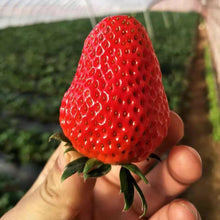Load image into Gallery viewer, 🔥Last Day 49% OFF🔥2025 Special Offer🍓Strawberry Plants