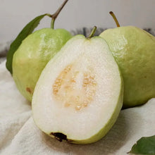 Load image into Gallery viewer, 🔥Hot Sale💚 Organic Guava  Seed🌱 Easy Grow