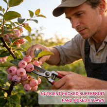 Load image into Gallery viewer, 🔥50K+ SOLD!💟Premium Pink Blueberry Seeds -😋A Uniquely Delightful Taste