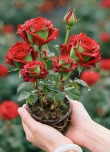 Load image into Gallery viewer, Scottish Red and Green Rose Seeds