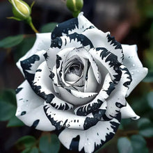 Load image into Gallery viewer, Blue Enchantress Rose Seeds For Garden (001)