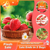 Load image into Gallery viewer, 🔥Last Day 49% OFF🔥2025 Special Offer🍓Strawberry Plants