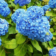 Load image into Gallery viewer, 🌺Hydrangea Seed: Unlock Nature's Beauty