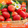 Load image into Gallery viewer, 🔥Last Day 49% OFF🔥2025 Special Offer🍓Strawberry Plants