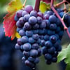 Load image into Gallery viewer, Giant Grape Tree Seeds: Thin-Skinned, Large, and Seedless 🍇🌿