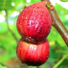 Load image into Gallery viewer, Fig Tree Cuttings(Ficus carica), Sweet Fruit Shrub