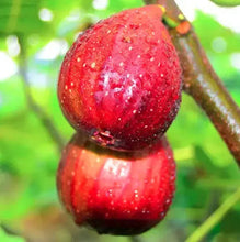 Load image into Gallery viewer, Fignomenal Fig Tree - Dwarf Fig Tree - Live Tree Plant