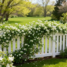 Load image into Gallery viewer, 🏆 OVER 75,000 SOLD! 🌿❄️ Midnight Fragrant Jasmine Seeds – Winter sowing, perennial flowering, and aromatic elegance in the garden 🌸