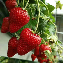 Load image into Gallery viewer, 🔥Last Day 49% OFF🔥2025 Special Offer🍓Strawberry Plants