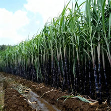 Load image into Gallery viewer, 🌱 Grow Your Own Sugarcane – High Germination Seeds ✨ for Easy Home Gardens 🌿!
